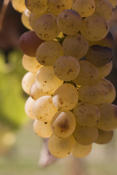 wine-grapes-solvang