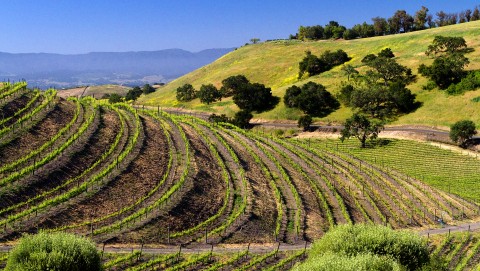 Vineyards in Santa Ynez Valley