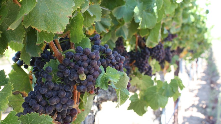Wine Country